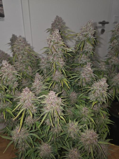 Fastbud Auto Mixed Zelt. Week 13