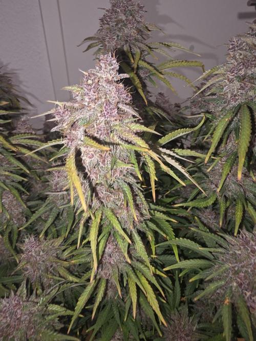 Fastbud Auto Mixed Zelt. Week 13