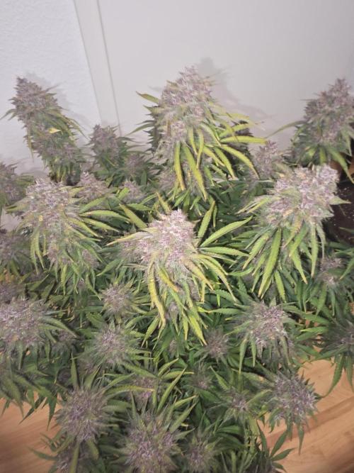 Fastbud Auto Mixed Zelt. Week 13