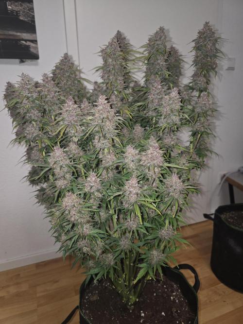 Fastbud Auto Mixed Zelt. Week 13