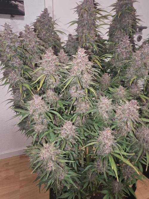 Fastbud Auto Mixed Zelt. Week 13