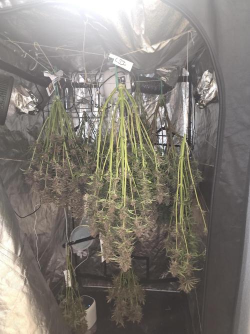 Fastbud Auto Mixed Zelt. Week 13