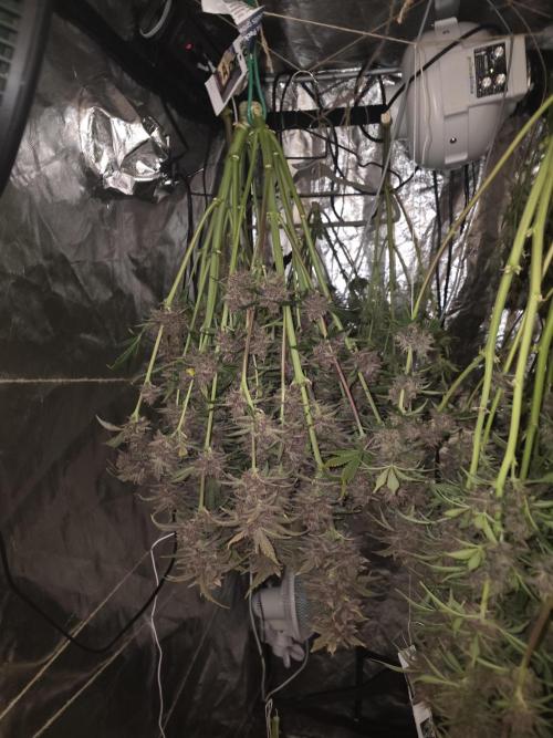 Fastbud Auto Mixed Zelt. Week 13