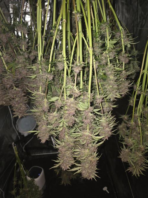 Fastbud Auto Mixed Zelt. Week 13