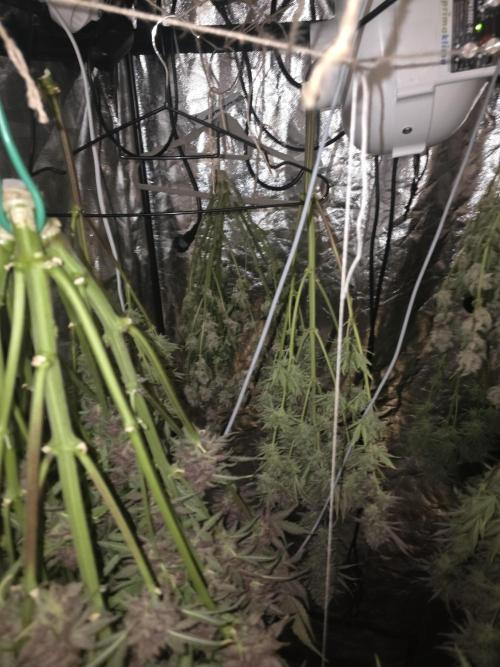 Fastbud Auto Mixed Zelt. Week 13