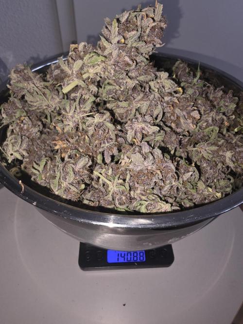 Fastbud Auto Mixed Zelt. Week 14