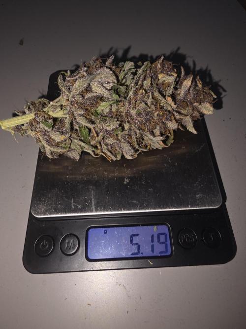 Fastbud Auto Mixed Zelt. Week 14