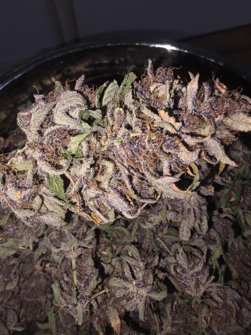 Fastbud Auto Mixed Zelt. Week 14