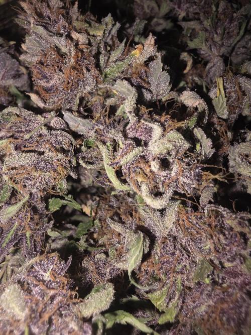 Fastbud Auto Mixed Zelt. Week 14