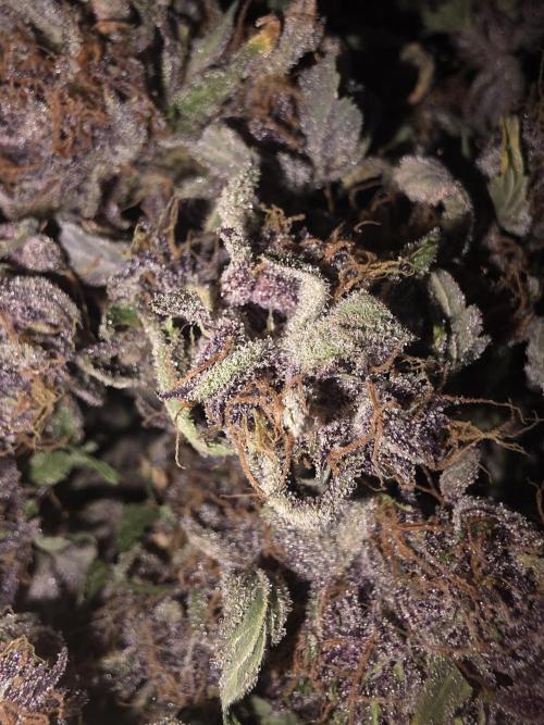 Fastbud Auto Mixed Zelt. Week 14