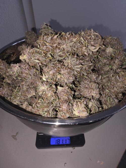 Fastbud Auto Mixed Zelt. Week 14