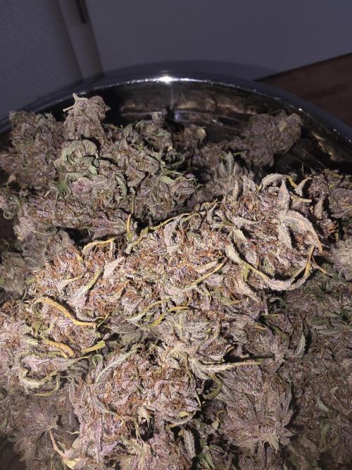 Fastbud Auto Mixed Zelt. Week 14