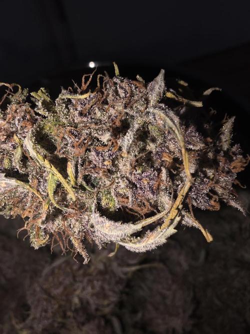 Fastbud Auto Mixed Zelt. Week 14