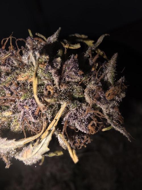 Fastbud Auto Mixed Zelt. Week 14