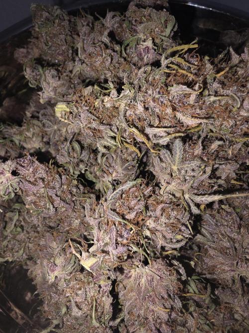 Fastbud Auto Mixed Zelt. Week 14