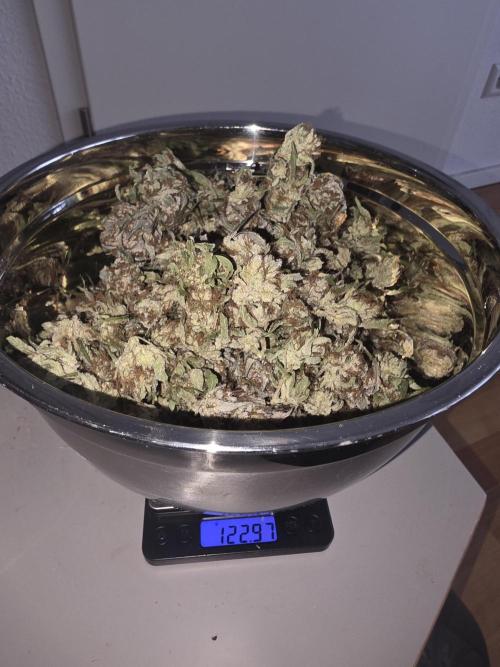 Fastbud Auto Mixed Zelt. Week 14