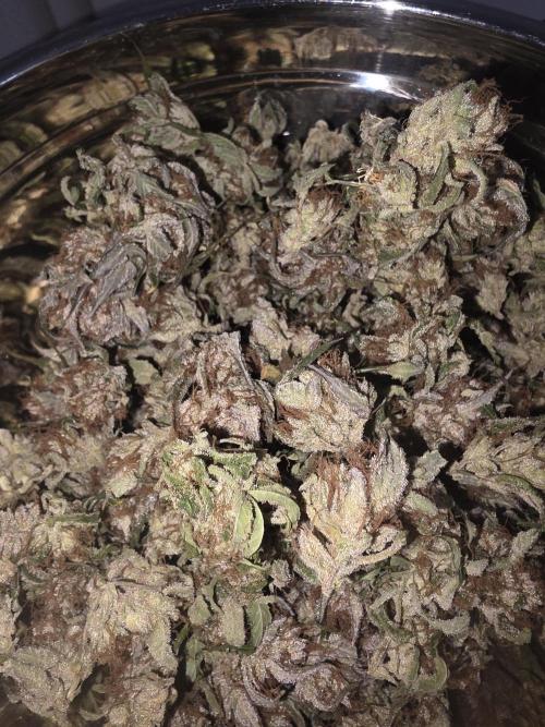 Fastbud Auto Mixed Zelt. Week 14