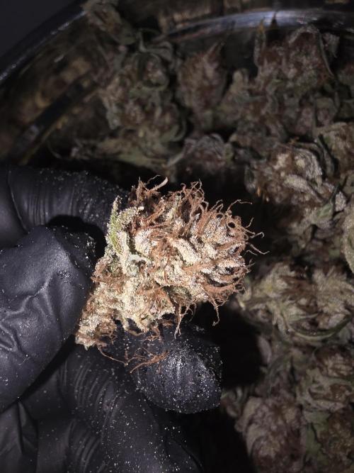 Fastbud Auto Mixed Zelt. Week 14