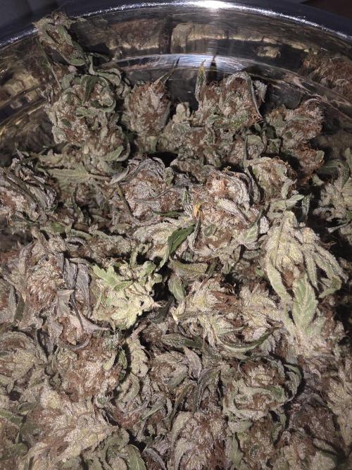 Fastbud Auto Mixed Zelt. Week 14