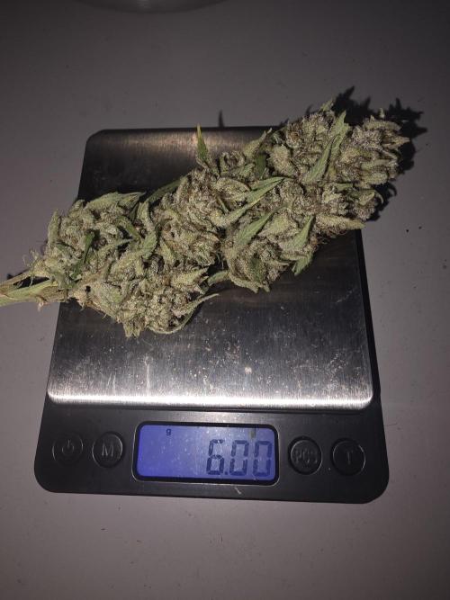 Fastbud Auto Mixed Zelt. Week 14