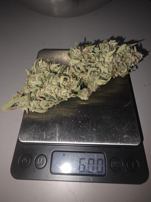 Fastbud Auto Mixed Zelt. Week 14