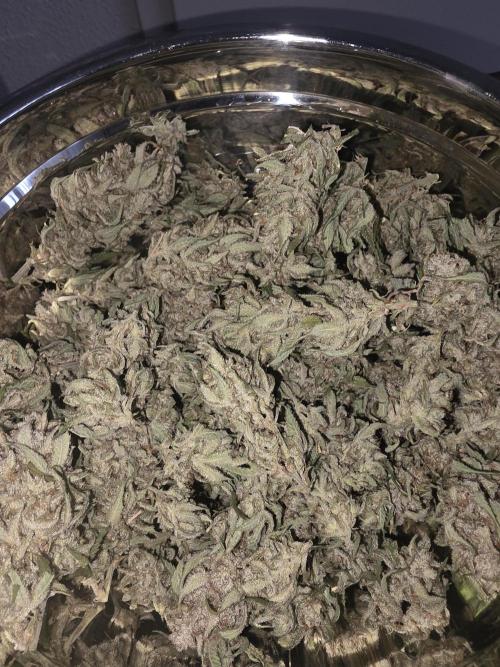 Fastbud Auto Mixed Zelt. Week 14