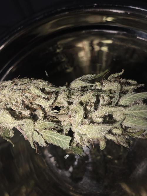 Fastbud Auto Mixed Zelt. Week 14