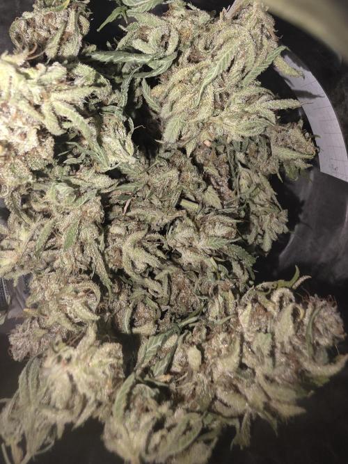 Fastbud Auto Mixed Zelt. Week 14