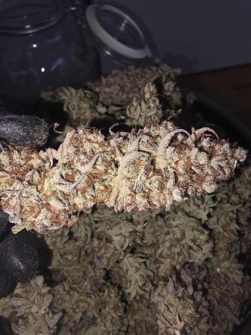 Fastbud Auto Mixed Zelt. Week 14