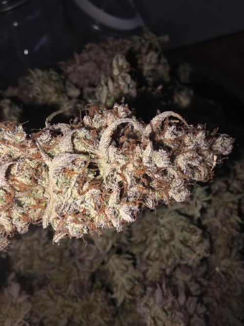 Fastbud Auto Mixed Zelt. Week 14