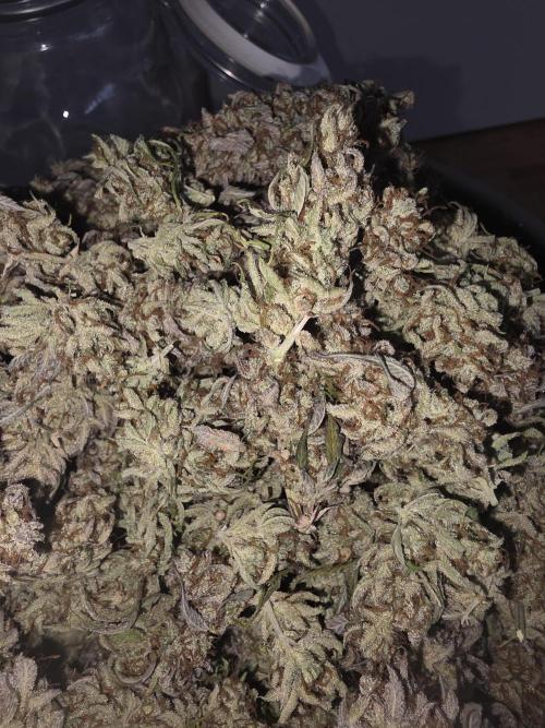 Fastbud Auto Mixed Zelt. Week 14