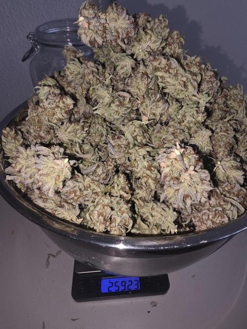 Fastbud Auto Mixed Zelt. Week 14