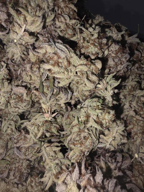 Fastbud Auto Mixed Zelt. Week 14