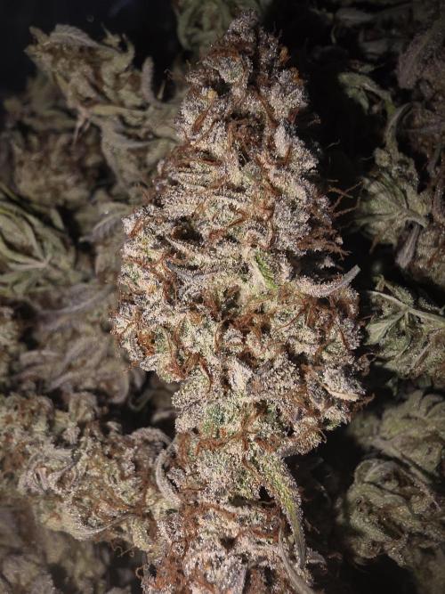 Fastbud Auto Mixed Zelt. Week 14