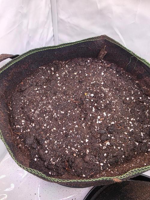 Royal Queen Seed first try. Week 0