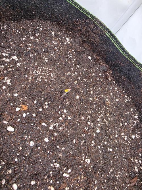 Royal Queen Seed first try. Week 0