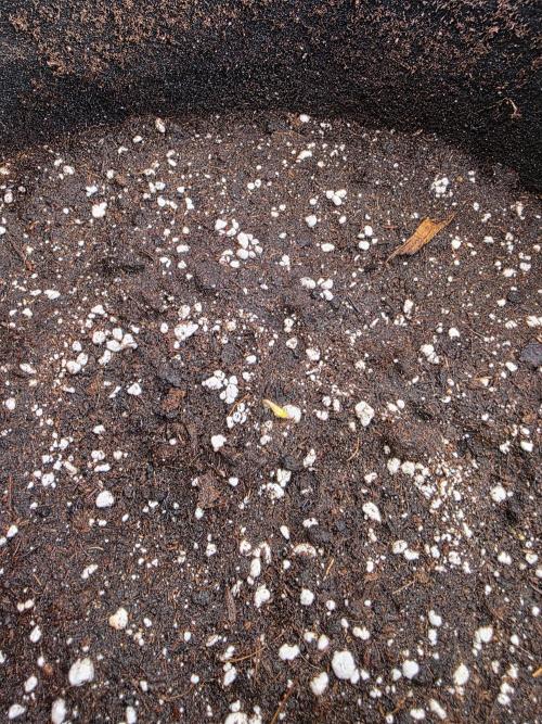 Royal Queen Seed first try. Week 0