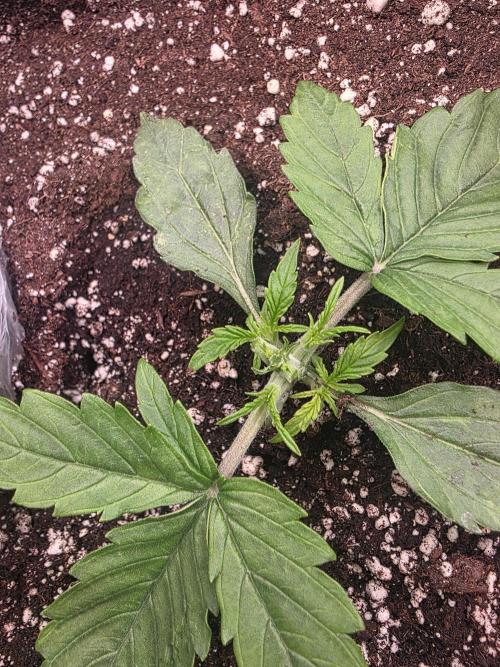 Royal Queen Seed first try. Week 1