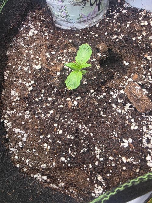 Royal Queen Seed first try. Week 1