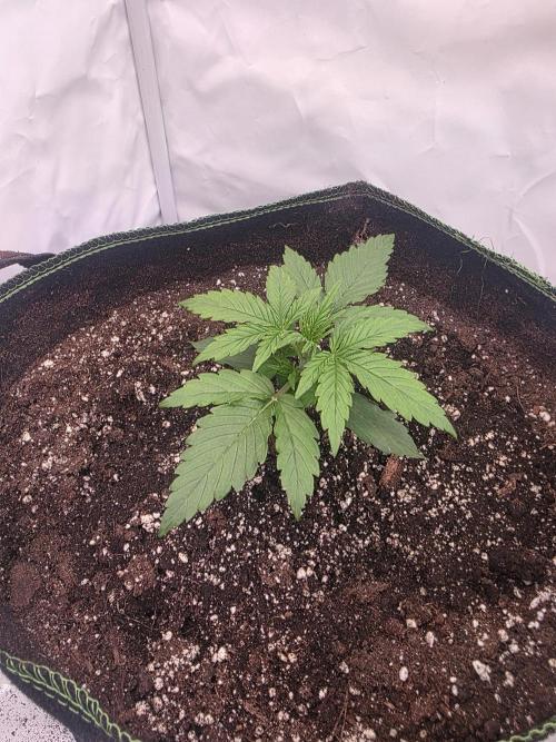 Royal Queen Seed first try. Week 1