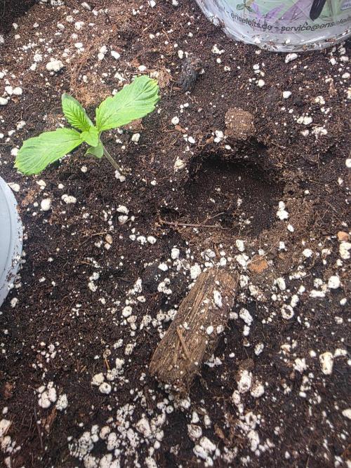 Royal Queen Seed first try. Week 1 - ca 6 Tage später gekeimt 