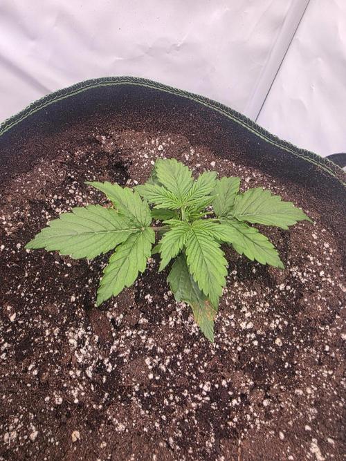 Royal Queen Seed first try. Week 1