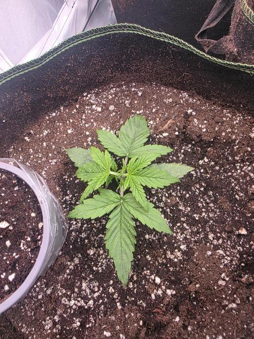 Royal Queen Seed first try. Week 1