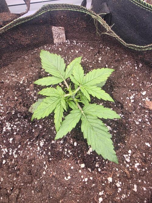 Royal Queen Seed first try. Week 1