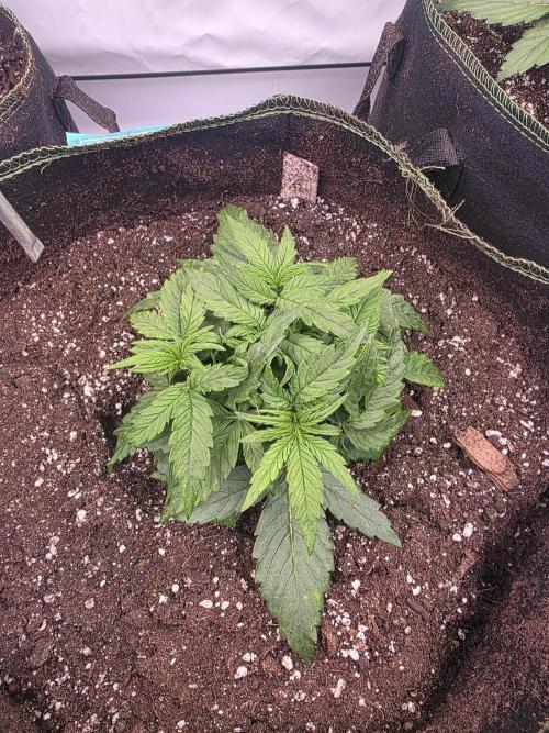 Royal Queen Seed first try. Week 2