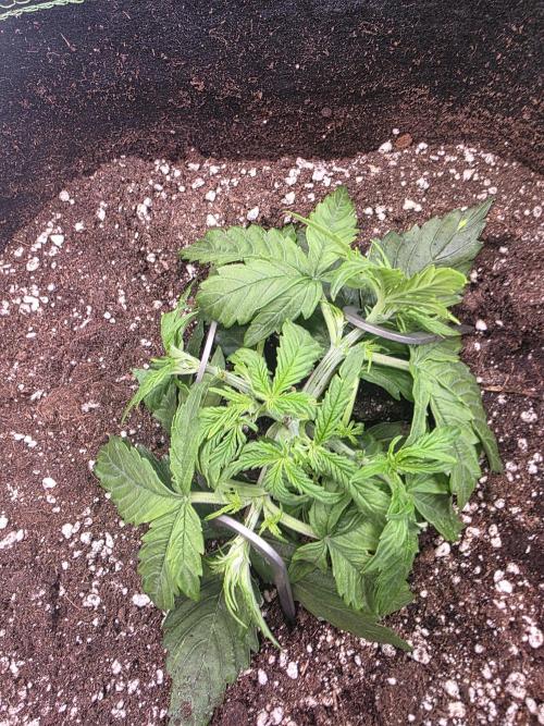 Royal Queen Seed first try. Week 2