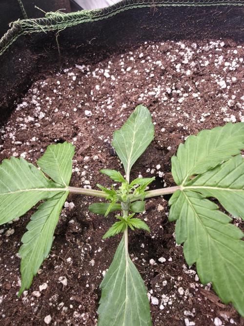 Royal Queen Seed first try. Week 2