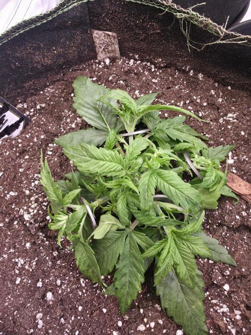 Royal Queen Seed first try. Week 2