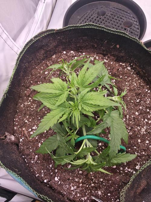Royal Queen Seed first try. Week 2