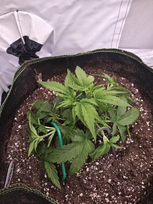 Royal Queen Seed first try. Week 2